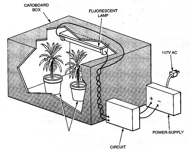 Ultraviolet experiments, as illustrated here, should be performed with the ultraviolet light source enclosed in a cardboard box.
