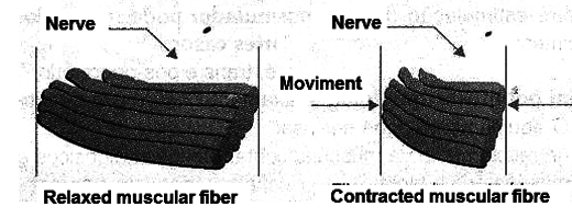    Figure 3 - The contraction of the cells is responsible for the action of the muscles.
