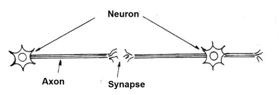   Figure 1 - The synapse
