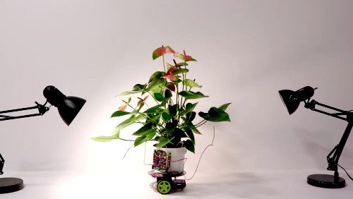 The MIT “Phototropist” Robot
