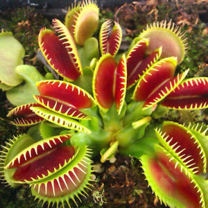 Carnivorous plant that feeds on insects
