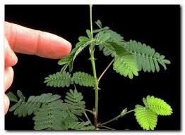 Sensitive - Mimosa Pudica
