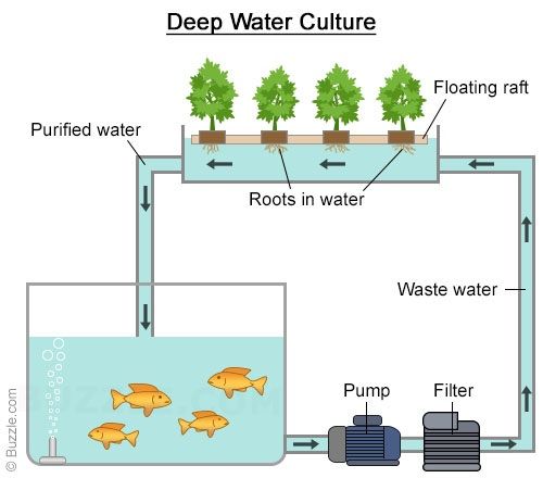 Figure 1 - Aquaponic system - fish & plants
