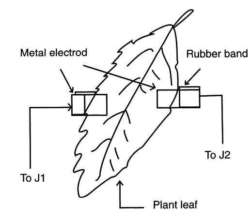 Figure 6 – Placing the electrodes in a plant

