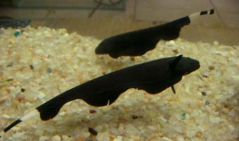 Figure 1 – The electric fish Black Ghost
