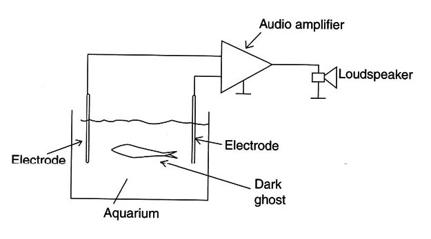 Figure 5 – Configuration to pick up signals from the fish

