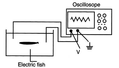    Figure 1 – Observing the signals in an oscilloscope
