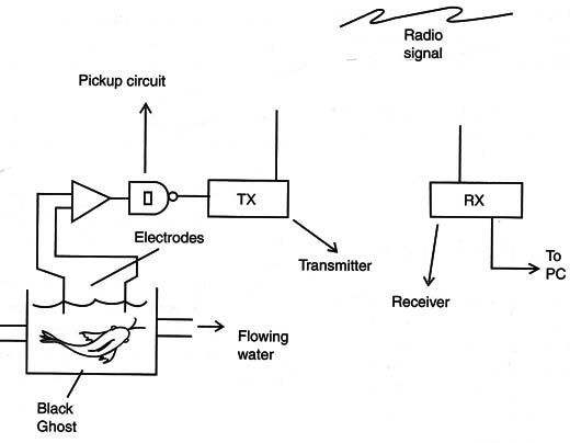 Figure 14 – Using the fish to monitor the pH of th water
