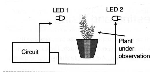 Figure 4 – Experimenting with plants
