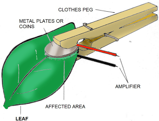 Figure 4 - Experiments with the Backster Effect
